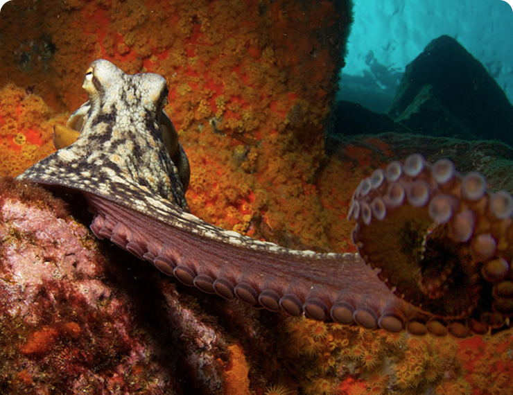 Scuba Diving