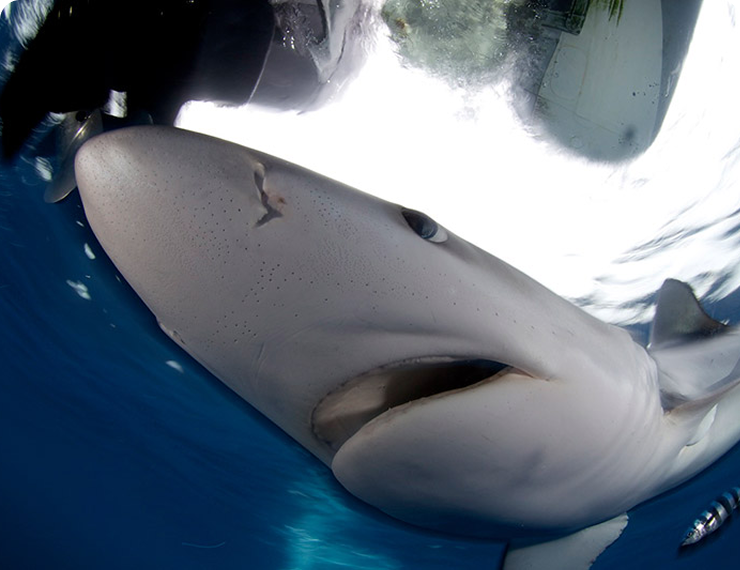 Shark Expedition