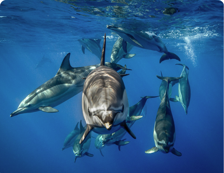 Swim with Dolphins