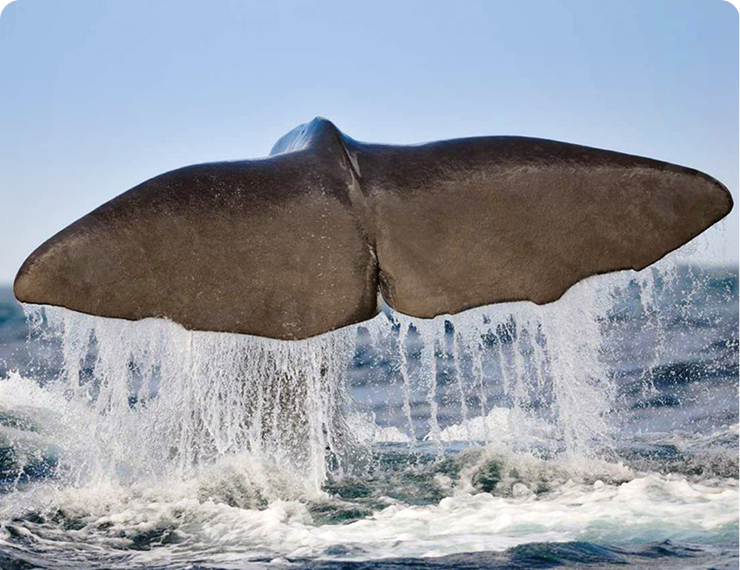 Whale Watching-1