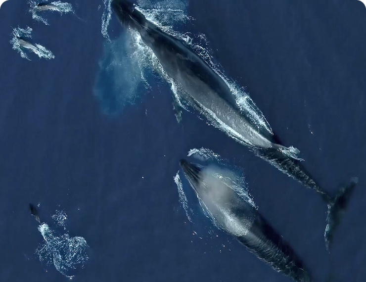Whale Watching