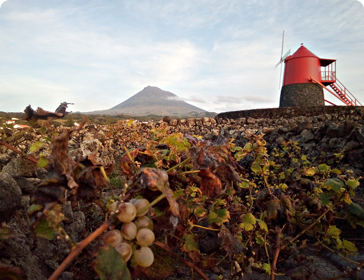 Wine Tour